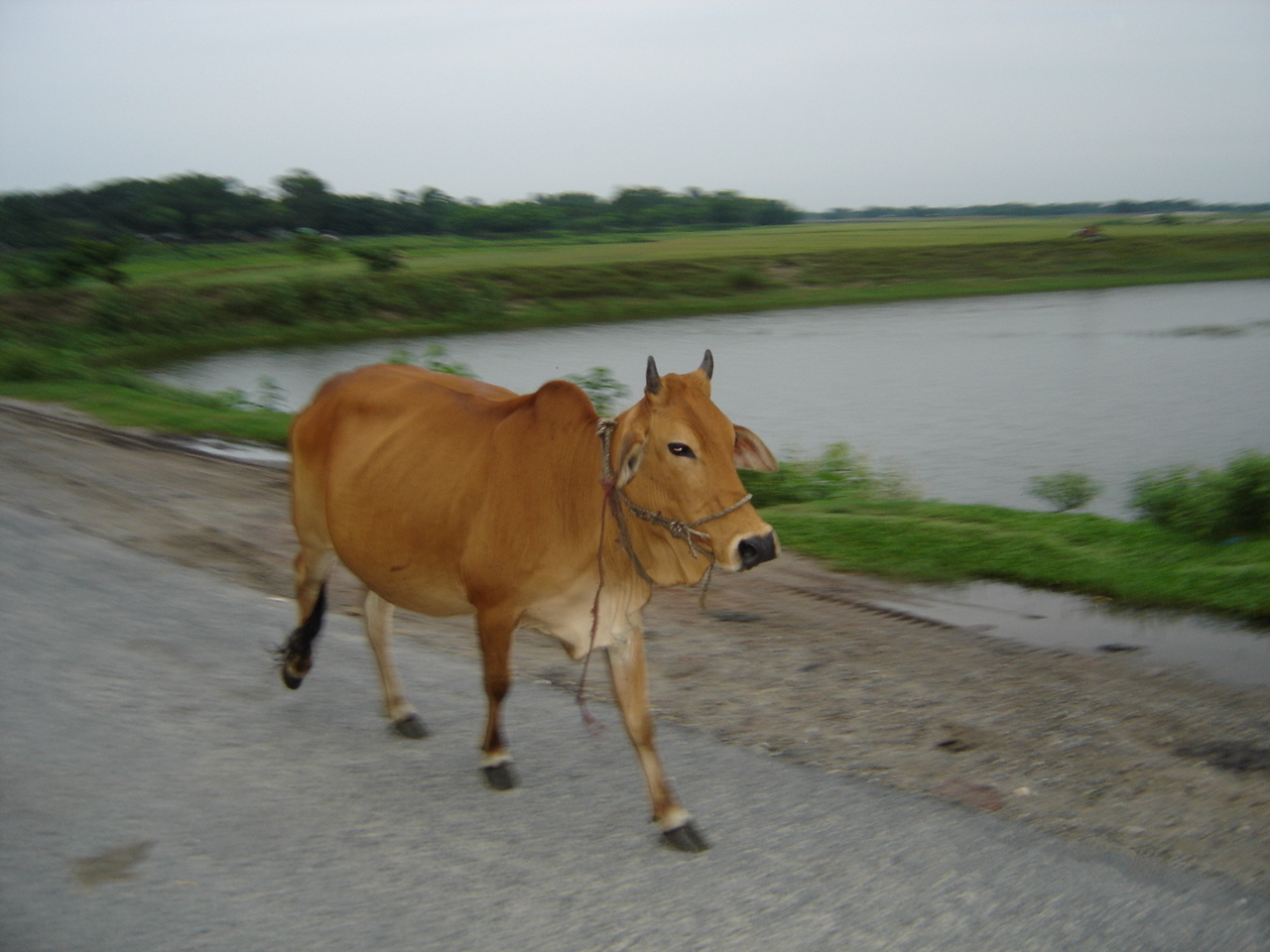 Cow_walking.JPG
