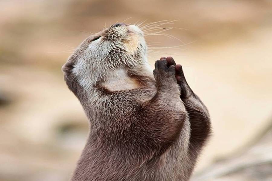 most+beautiful+animal+praying+photo+(5).jpg
