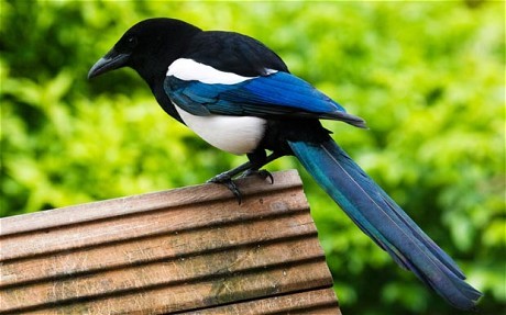 Family_Lines_magpie.jpg