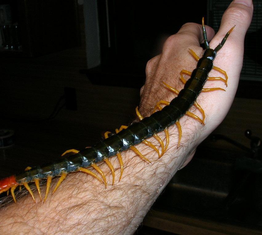 giant-centipede1.jpg