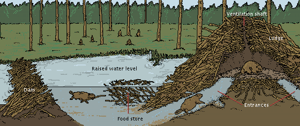beaver-trapping.gif