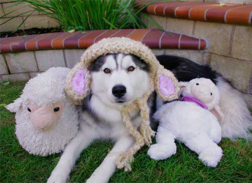 a-husky-in-sheeps-clothing.jpg