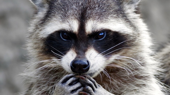 evil-raccoon.jpg