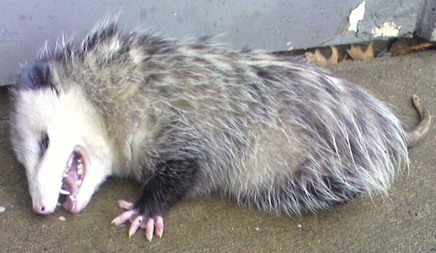 Opossum2.jpg