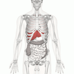 240px-Liver_01_animation1.gif