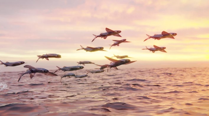 Flying fish 3.jpg