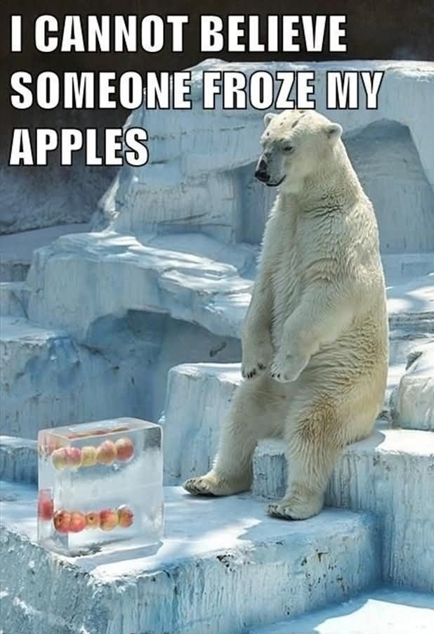 Funny-Bear-Meme-I-Cannot-Believe-Someone-Froze-My-Apples-Picture.jpg