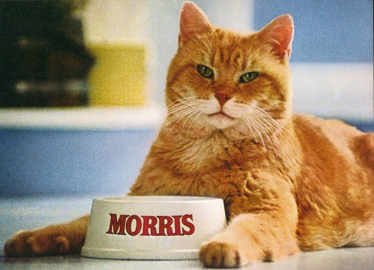 Morris the Cat.jpg