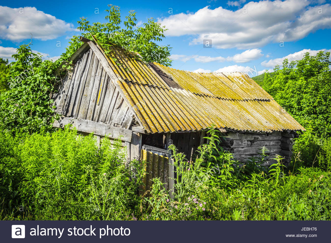 old-abandoned-wooden-hut-overgrown-grass-on-a-bright-sunny-summer-JEBH76.jpg