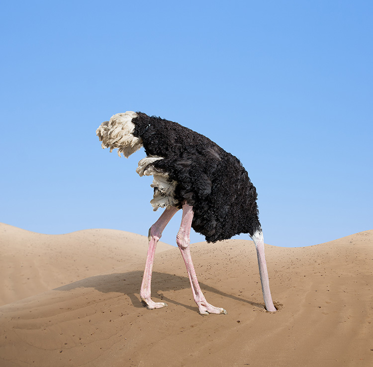 ostrich-head-in-sand.jpg