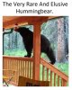 bear feeder.jpg