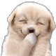 LVL7lolpup.gif