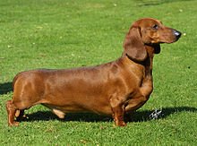 닥스훈트(단모종)_(Dachshund_(Short)).jpg