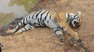 tiger.jpg