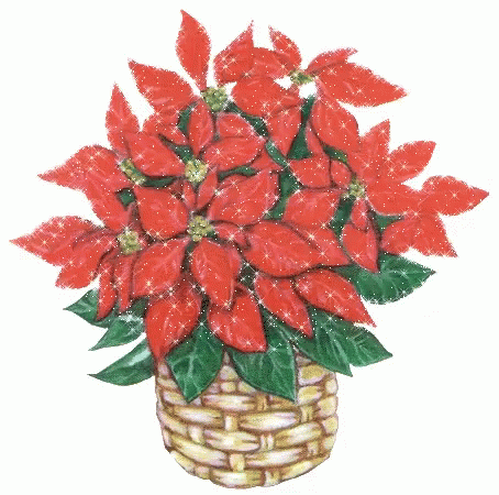 Vibrant Red Poinsettia Flowering Plant in Hendersonville, NC - SOUTHERN  TRADITIONS FLORIST