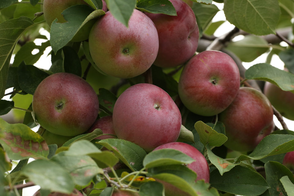 746_2018applepicking.jpeg