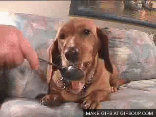 dog-peanut.gif