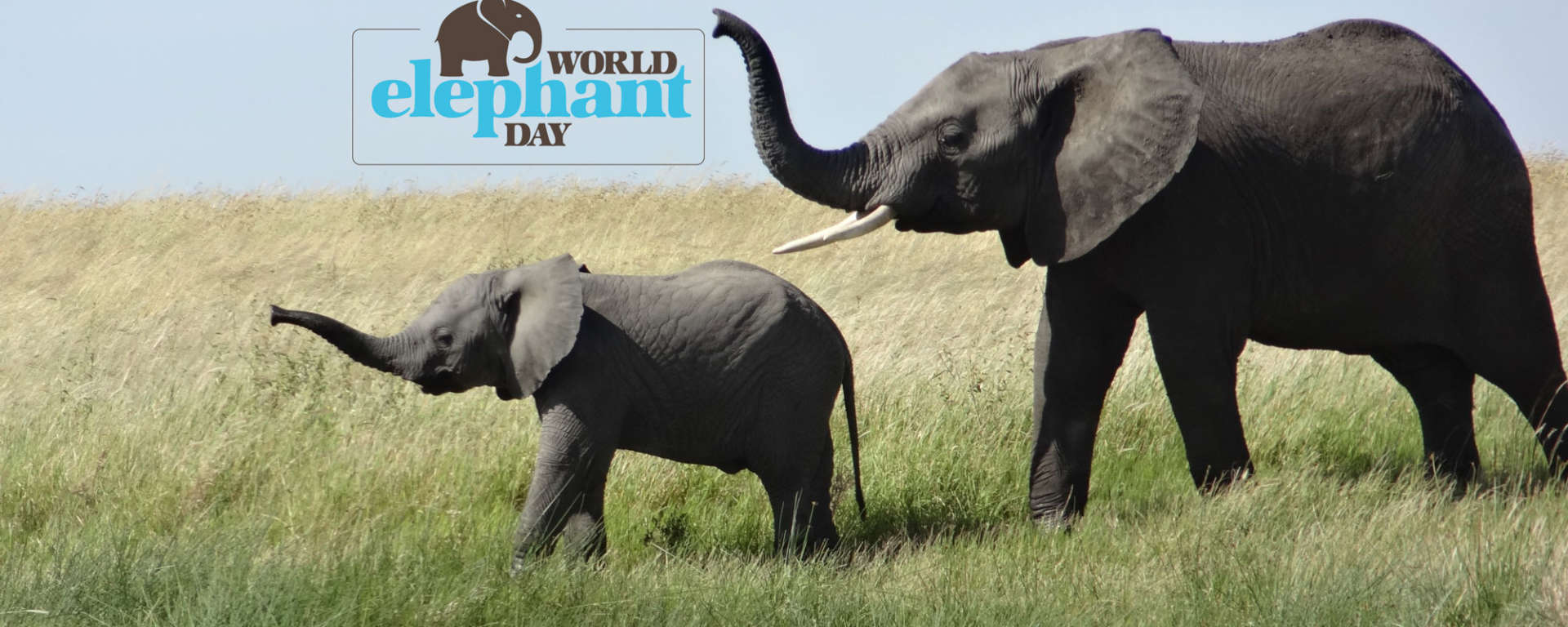 Elephant-Day-1920x768.jpg