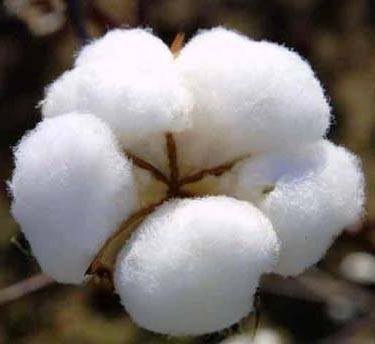 Cotton.jpg