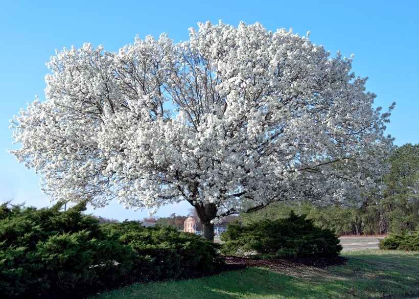 Dogwood-Tree-Main.jpg