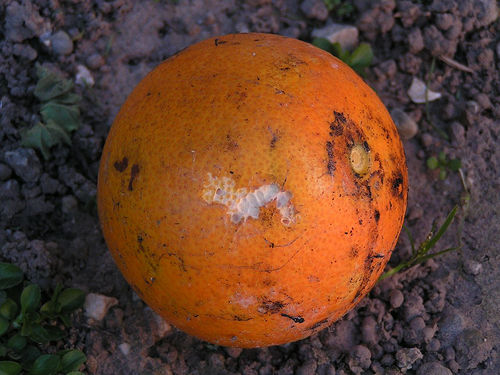 rotten%20oranges%281%29.jpg