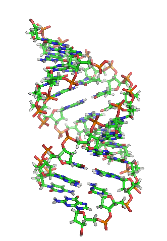 A-DNA_orbit_animated.gif