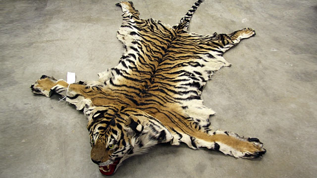 ht_tiger_rug_jp_120109_wmain.jpg