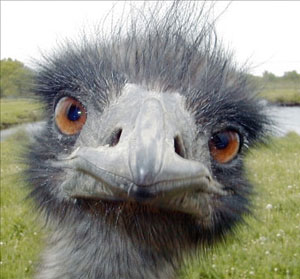 emu.jpg