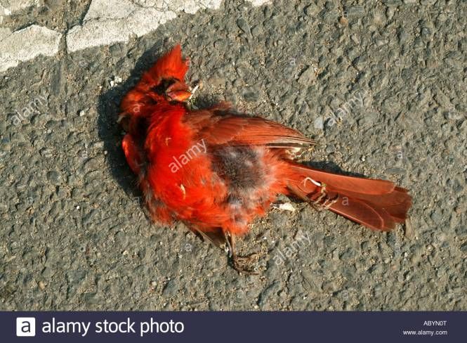 Image result for dead cardinal bird