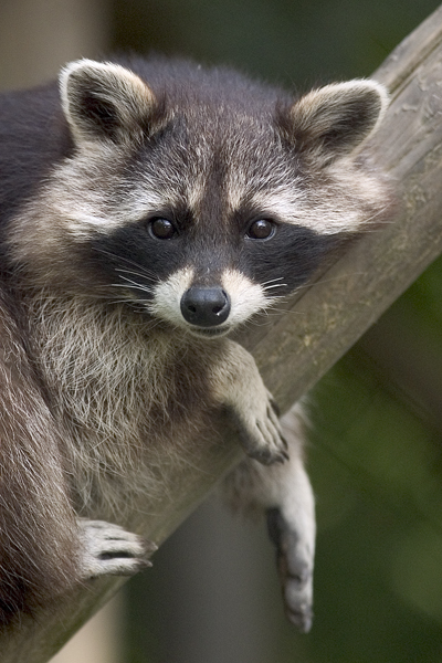 Procyon_lotor_%28raccoon%29.jpg