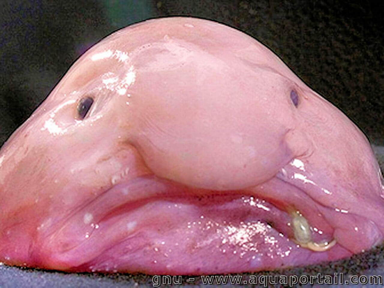 blobfish-psychrolutes-marcidus.jpg