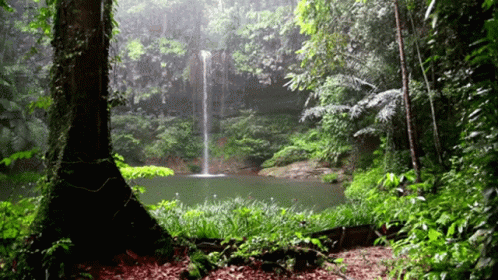 forest-rain.gif