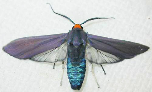 edwards_wasp_moth01.jpg