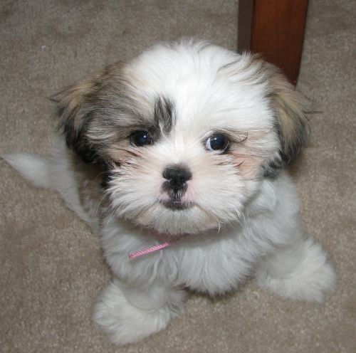 Shih-Tzu_5246a11c76bec.jpg