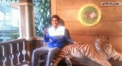 1355768533_posing_with_tiger_fail.gif