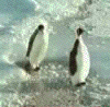 Penguins.gif