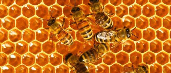 bees-honey-668x288.jpg