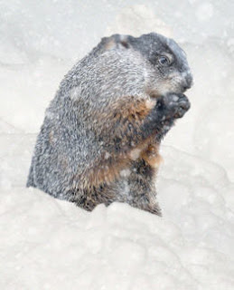 Groudnhog.jpg