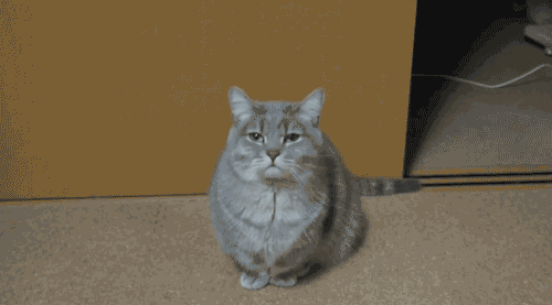 tumblr_mzgjmp7Fl31spy7ono1_500.gif