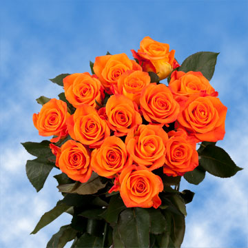 bright-orange-colored-roses-globalrose.jpg