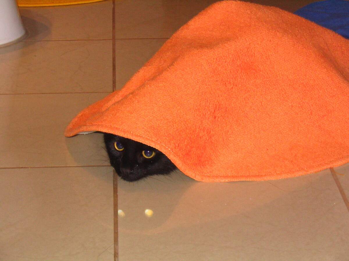 cat-653884.jpg
