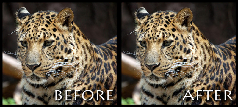 spots.jpg