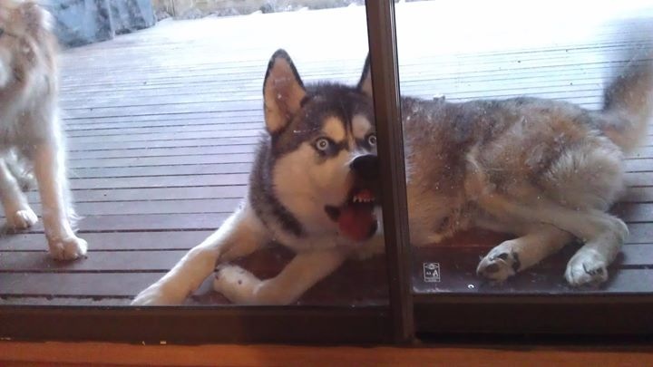 funny-husky-face.jpg