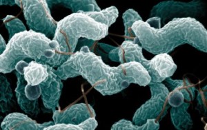 campylobacter.coli_-300x189.jpg