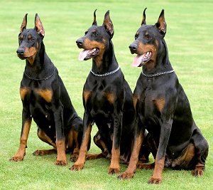 dobermanpinschersf4.jpg