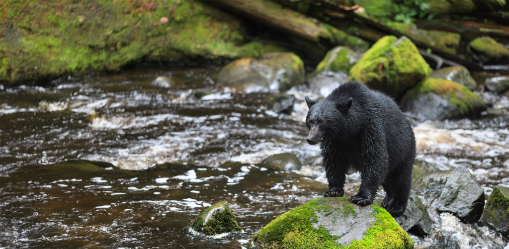 www.bearbiology.org