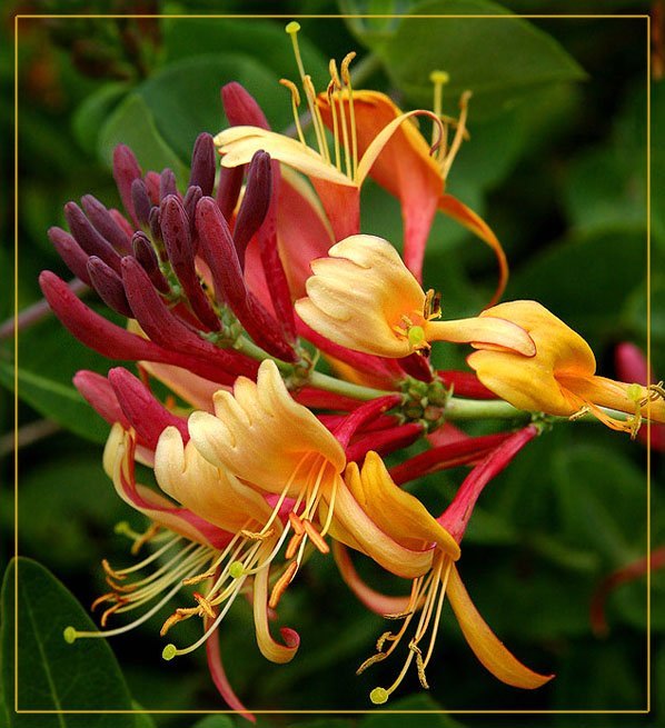 red-and-honeysuckle-flower.jpg