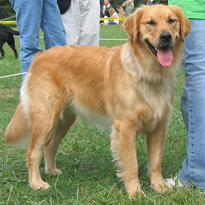 golden_retriever_4.jpg