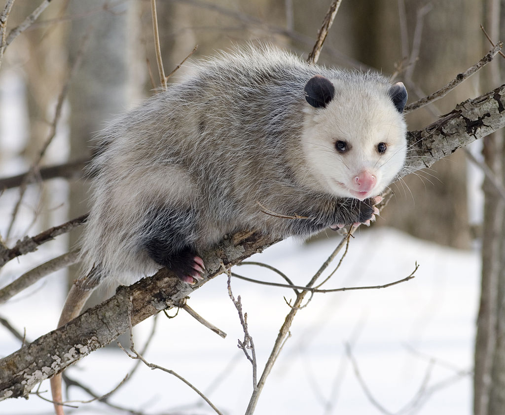 1024px-Opossum_2.jpg