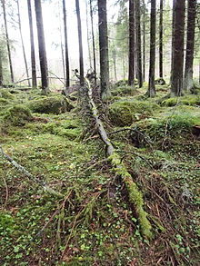 220px-Fallen_tree2.jpg